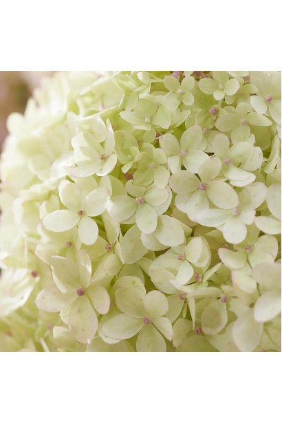 Hydrangea paniculata ‘Living Little Love’